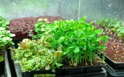 MICROGREEN SALAD RECIPE